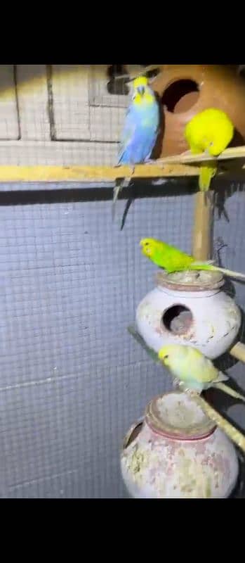 Budgies or love birds 16