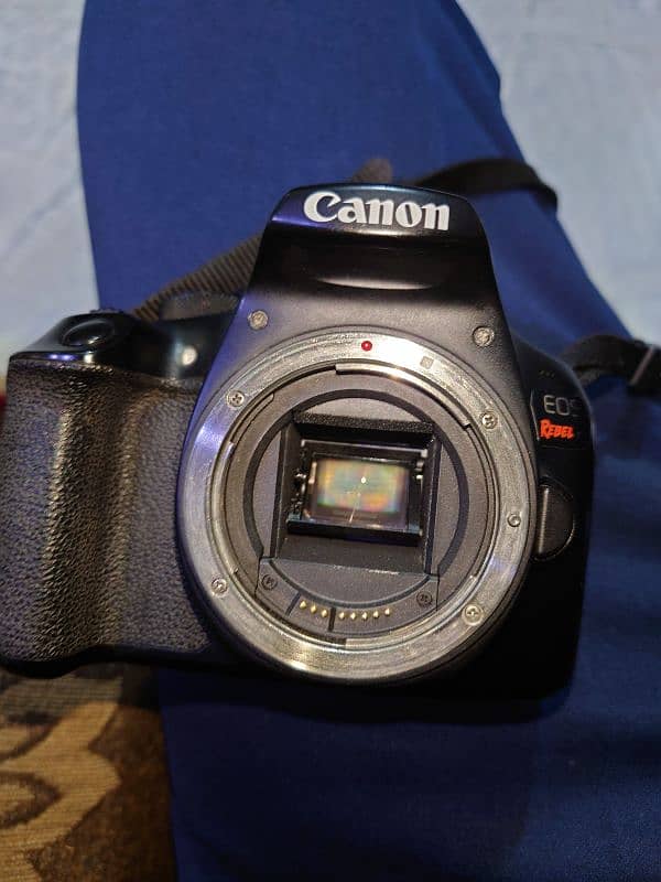 canon rebel t6 AKA 1300d with 75-300 lens , 5 years used 3