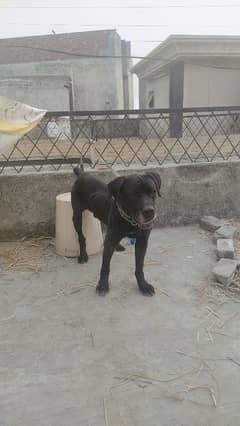 Cane Corso Male for sale