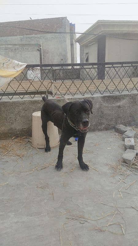 Cane Corso Male for sale 0