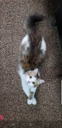 Persian female cat