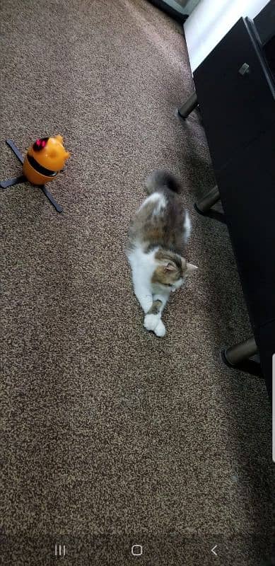 Persian female cat 1