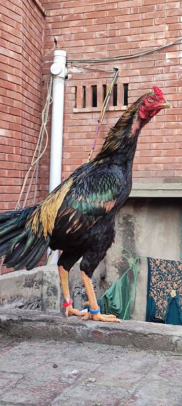 Thai shamo cross Pakistani aseel murge eggs laying murgiyan 6