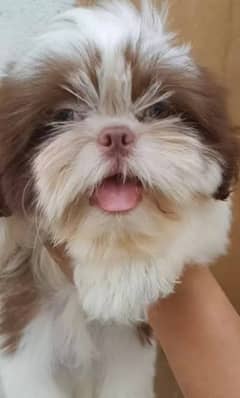 Russian Shihtzu