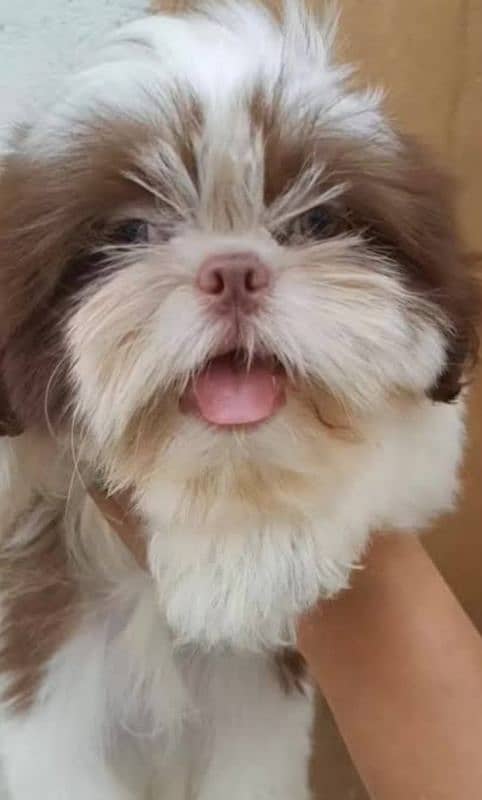 Russian Shihtzu 0