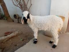 sheep dumba