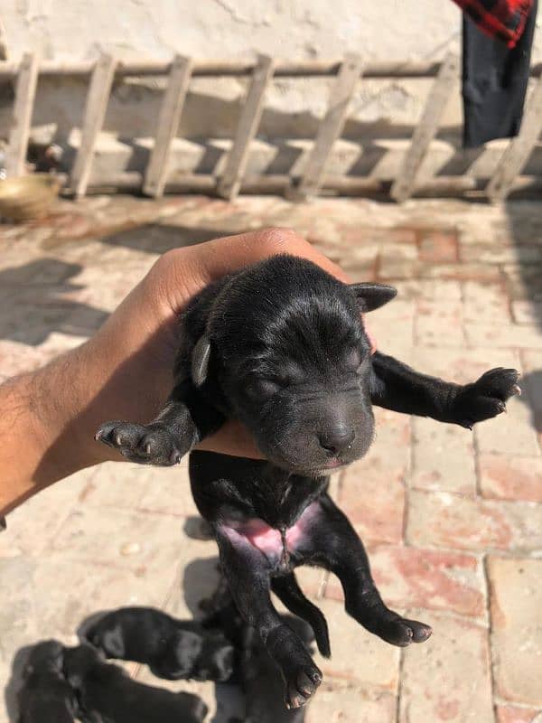 Black Labrador Puppies 0