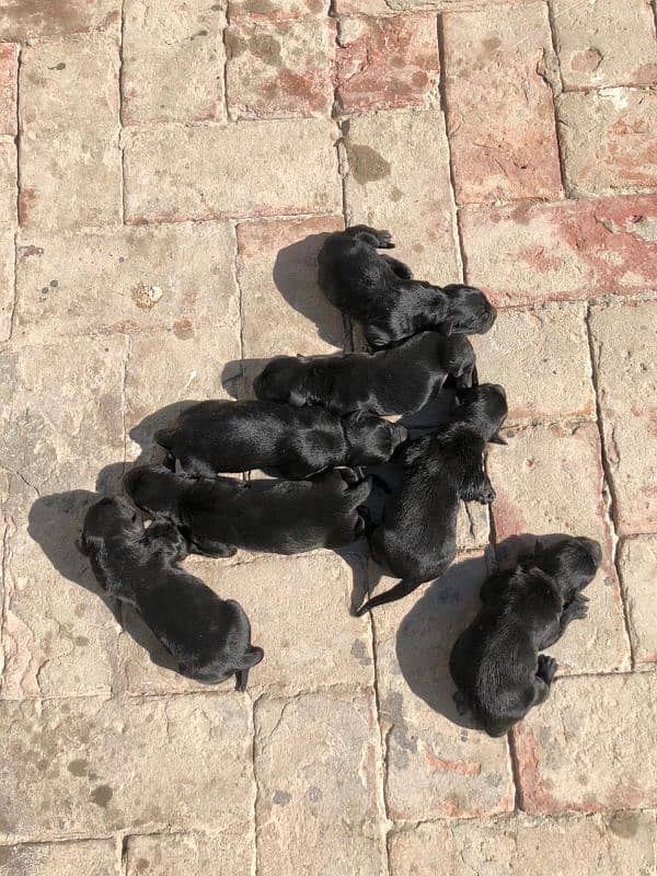 Black Labrador Puppies 1