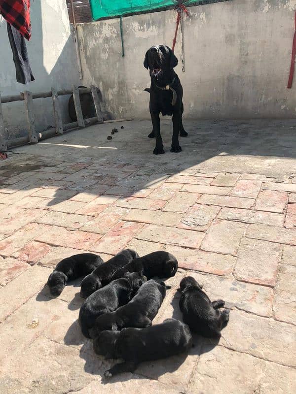 Black Labrador Puppies 2