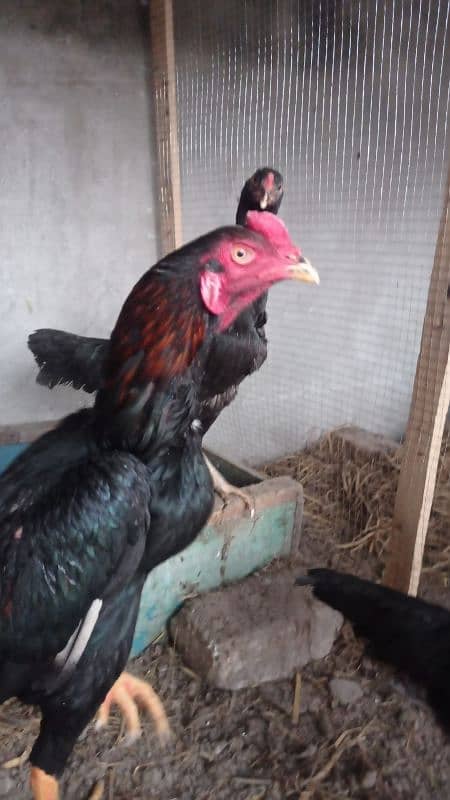 all breeders pair what's app par message kry 0327-7210100 4