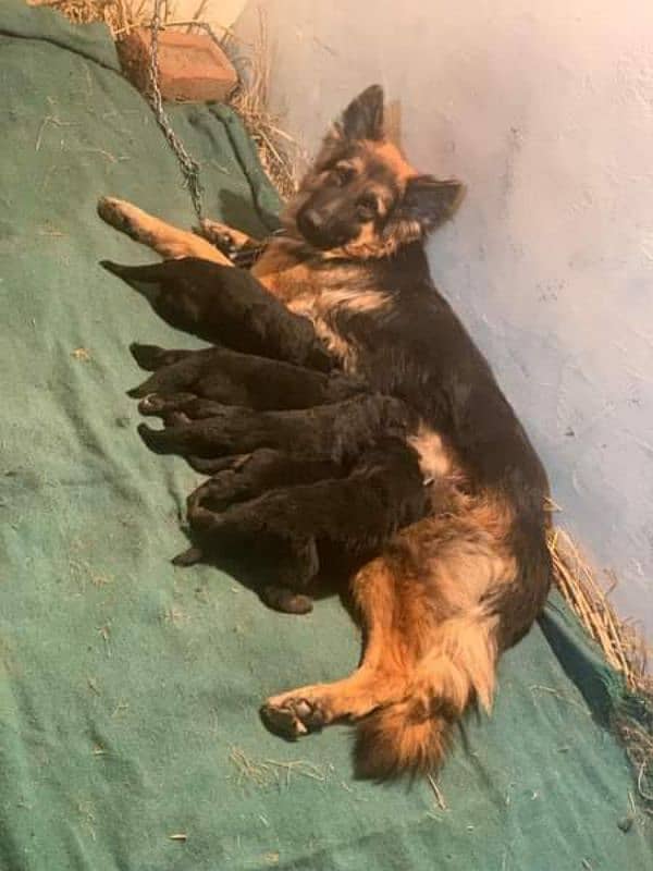 German shepherd long coat healthy puppies urgent for sale 3423937910 0