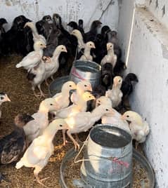 White Oh Shamo Chicks | Chicks | Shamo Black | Hope land | Aseel |