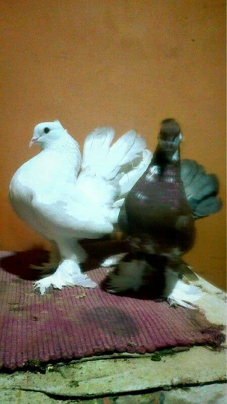 Indian Fantail male American Fantail Female Pair 2