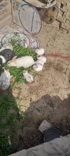 Cute Rabbits baby for sale