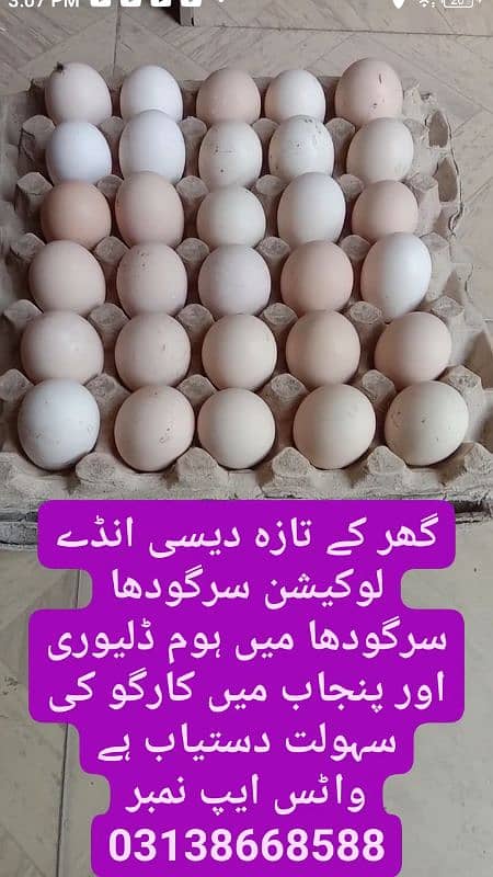 مرغیوں کے فرٹائل انڈے 5