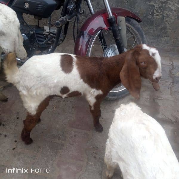 Rajan pori goats 2