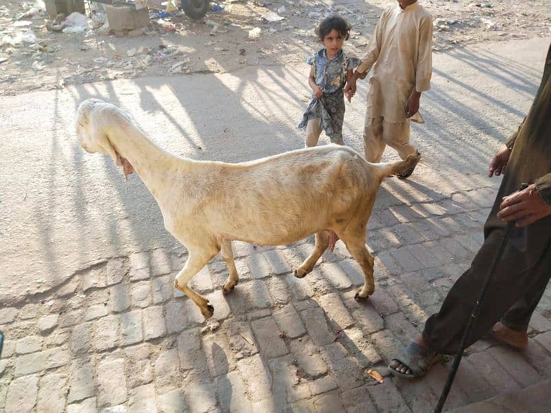 Rajan pori goats 0