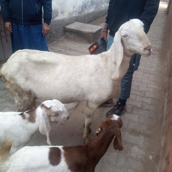 Rajan pori goats 1