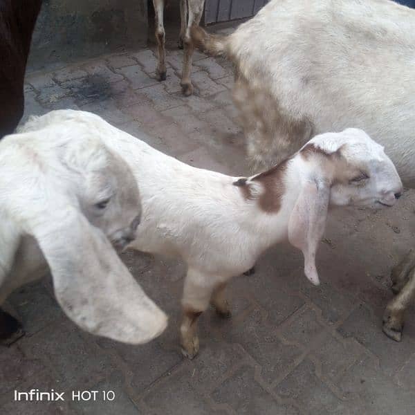 Rajan pori goats 3