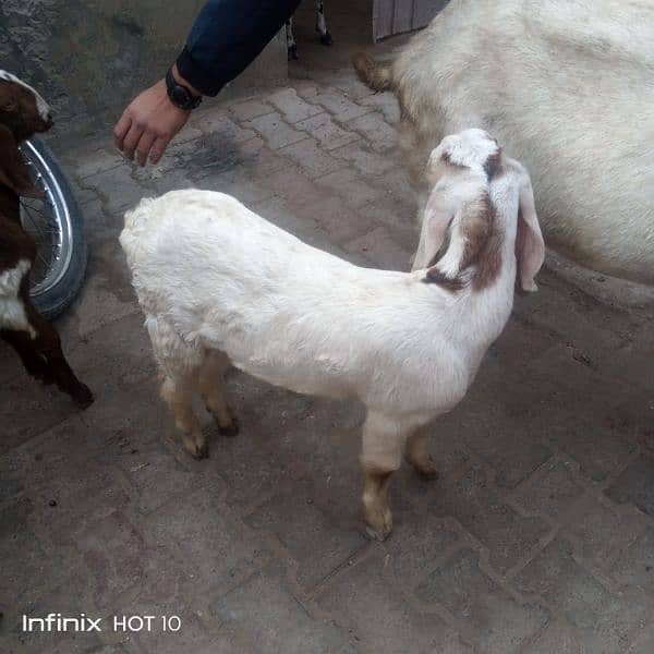 Rajan pori goats 4