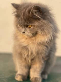 persian cat