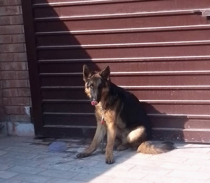 German shepherd male puppy 7months 0