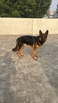 German Shepherd