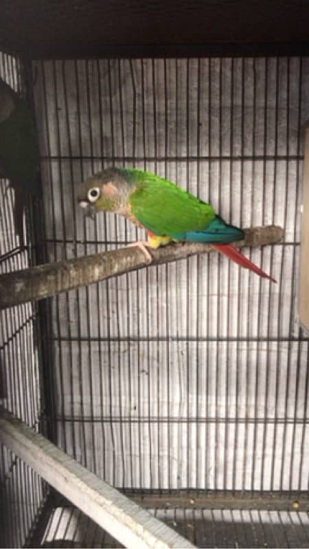 pineapple conure 3