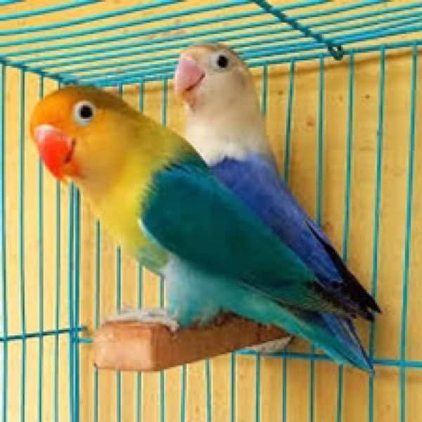 love bird / Cocktail / Australian / conure 0