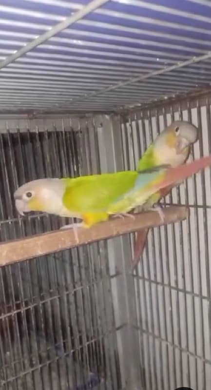 love bird / Cocktail / Australian / conure 2