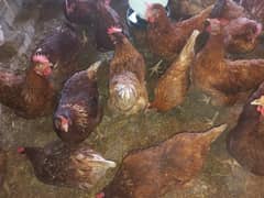 Lohman brown | Lohman black | egss laying hens |