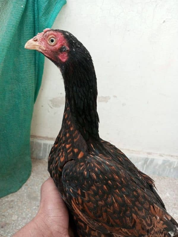 mian wali breed 1