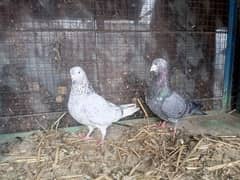 30 pigeon for sale