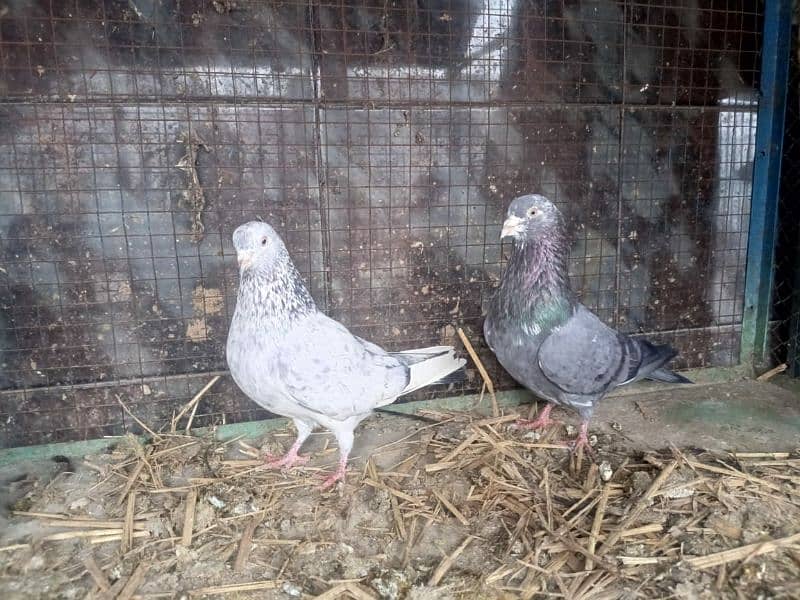 30 pigeon for sale 0