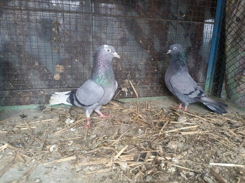 30 pigeon for sale 1