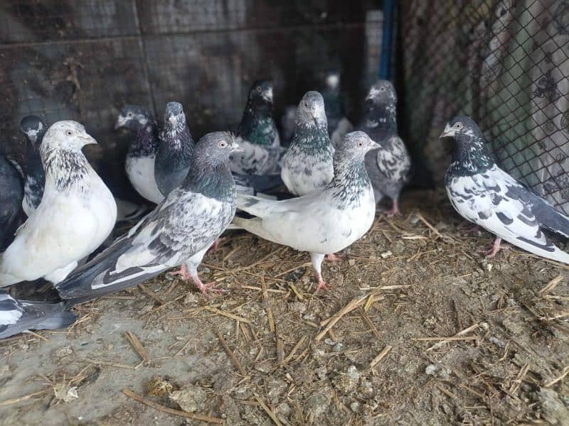 30 pigeon for sale 4