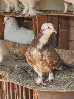 sherazi and faintail pigeons