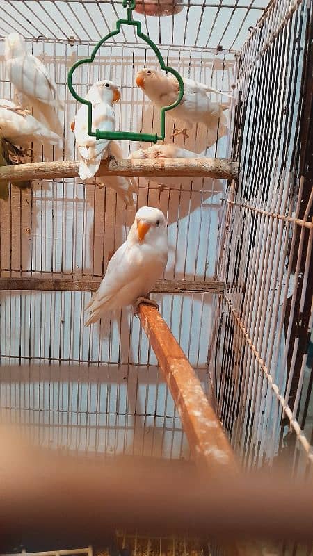 albino red eye,carmino,decino pathy available 7