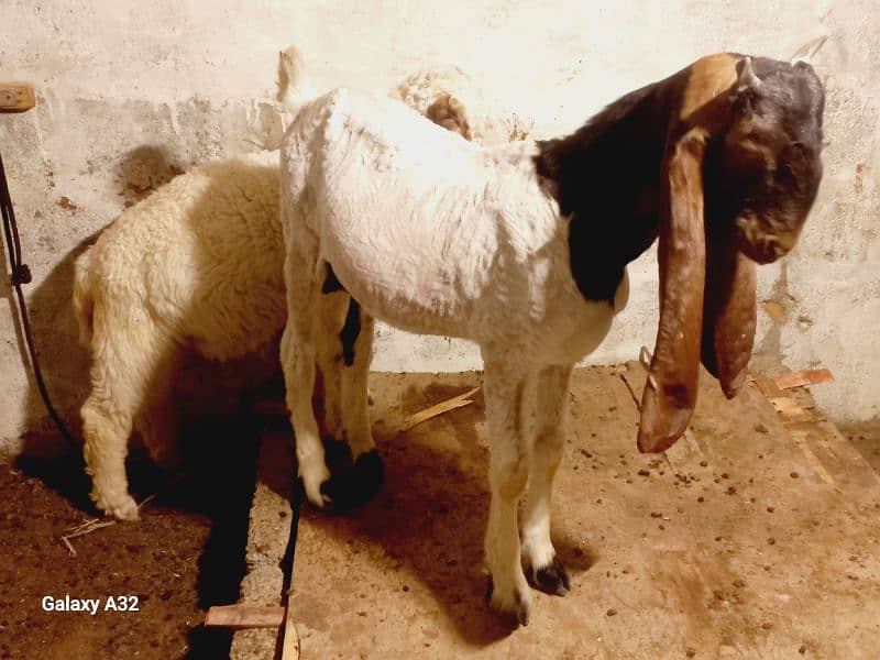 kamori male & larkana dumba 3