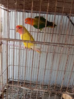 lutino male and Green Opline love bird