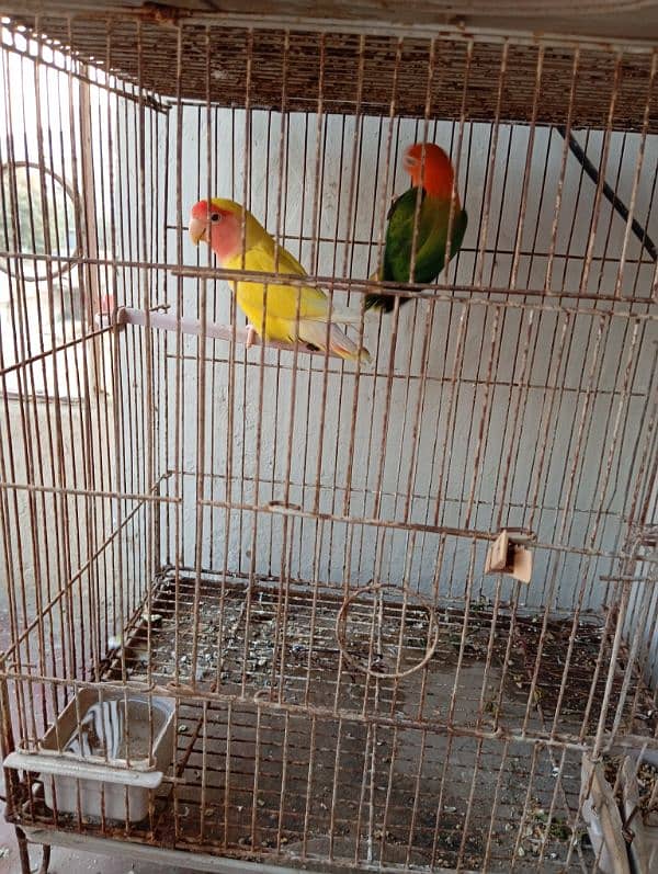 lutino male and Green Opline love bird 1