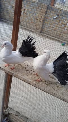 Black Tail pigeon