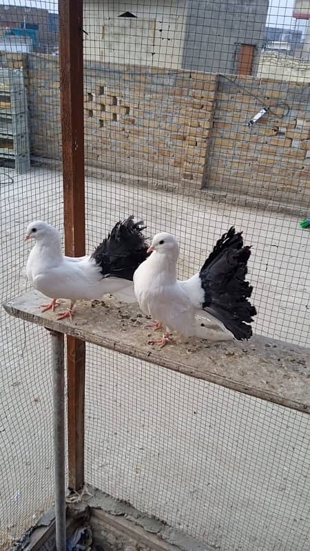 Black Tail pigeon 1