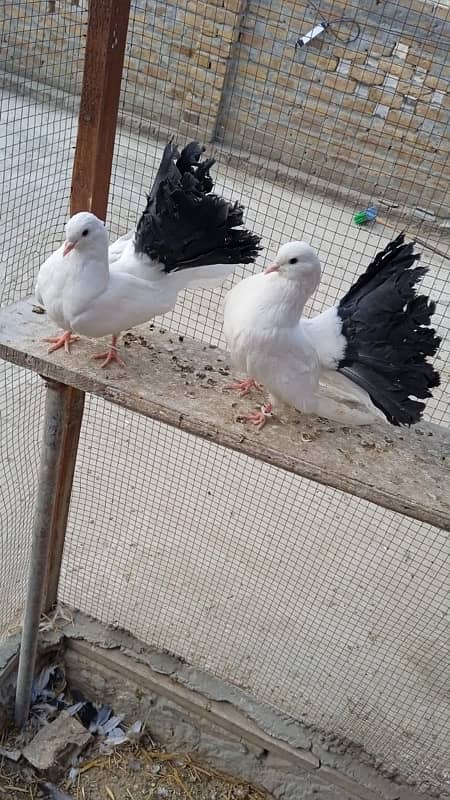 Black Tail pigeon 2