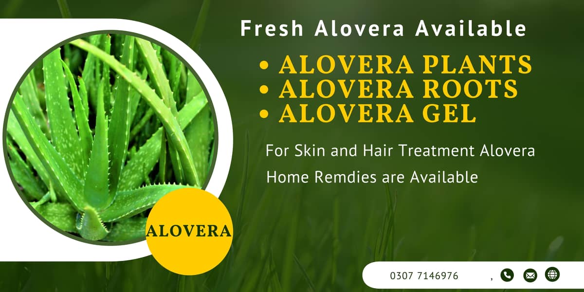 Alovera Plants 2