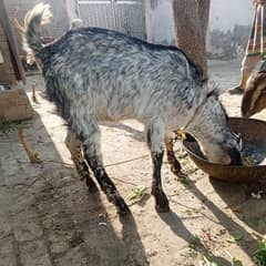 Male  phatha for sale