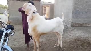 gulabi Bakra for sale WhatsApp number 03405872832)