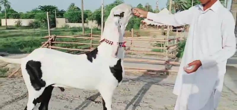 desi bakra for sale call me 03425820107 0