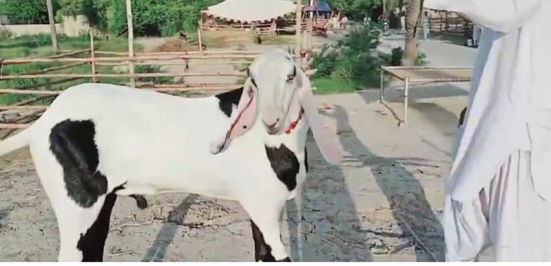 desi bakra for sale call me 03425820107 1