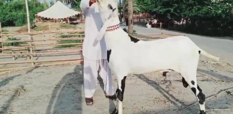 desi bakra for sale call me 03425820107 2